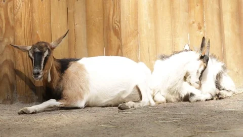 Two goats in the farm Video stock 73521596