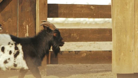Two goats on a farm go into a pen (capra hircus) Stock Footage 102359280