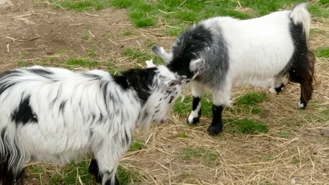 Two goats in a field. Stock Footage 74539248