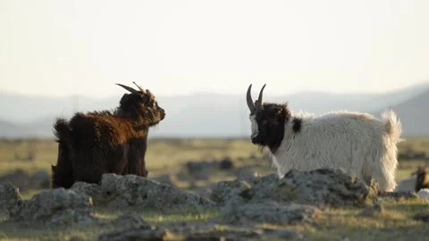 Two goats fighting in Mongolian steppe. Stock Footage 296820876