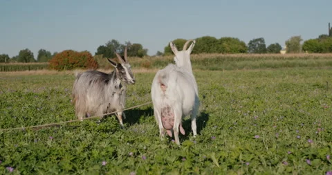 Two goats fighting in the pasture Stock Footage 146925848