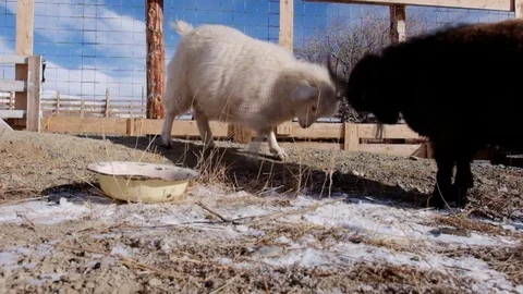 Two goats Video stock 71206089