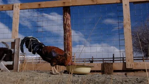 Two goats Video stock 71206210