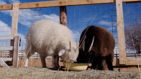 Two goats Video stock 71206483