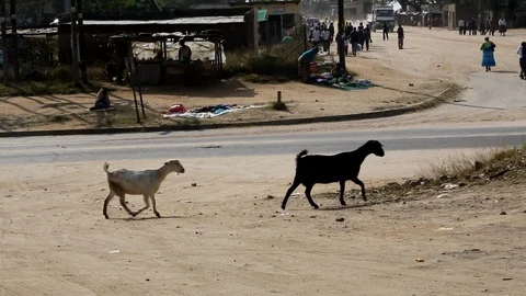 Two Goats Stock Footage 93048708
