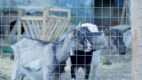 Two goats Stock Footage 101979098