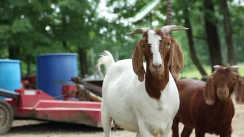 TWO GOATS Stock Footage 188901014