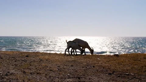 Two Goats in Front of the Sea Stock Footage 158236473