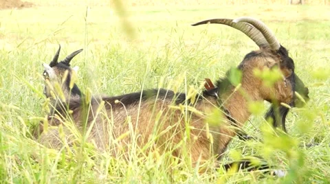 Two Goats in Grass Stock Footage 50592664