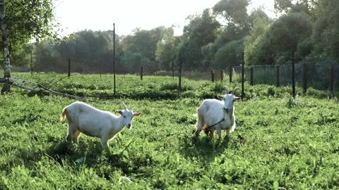 Two goats graze in a meadow on a summer day in the countryside. Stock Footage 158499444