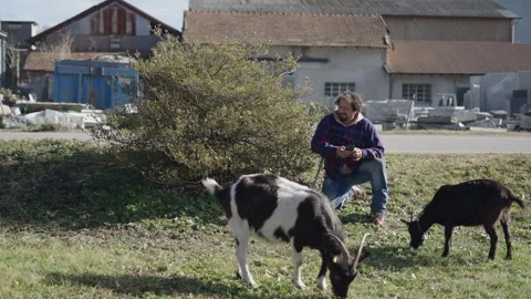 Two goats graze next to a man looking at his phone Stock Footage 274167569
