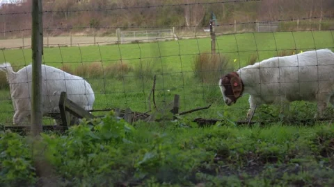 Two goats grazing in a field Vídeo Stock 332653456