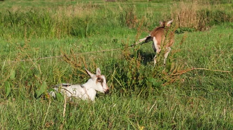 Two goats grazing in the meadow. Video stock 53448530
