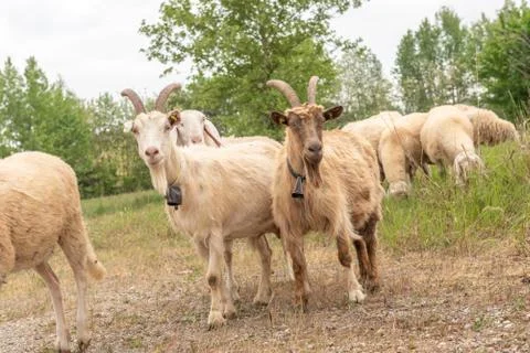 Two goats with horns facing the camera as they graze. Foto stock