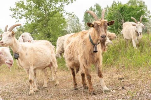 Two goats with horns facing the camera as they graze. Stock Photos