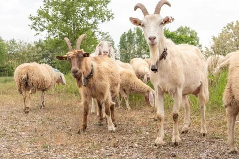 Two goats with horns facing the camera as they graze. Stock Photos