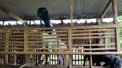 Two goats inside traditional bamboo cage Stock Footage 307112255