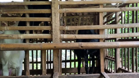 Two goats inside traditional bamboo cage Stock Footage 307112877