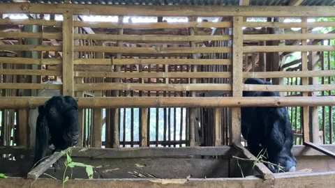 Two goats inside traditional bamboo cage Stock Footage 307112894
