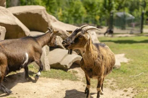 Two goats interact in a farm setting filled with lush greenery and natural .. Stock Photos