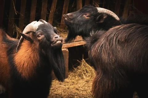 Two goats interacting in a farm setting Foto stock