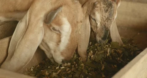 Two goats with long ears eat in a wooden feeding trough Stock Footage 304653518