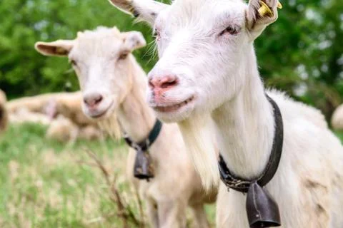 Two goats look at the camera Stock Photos
