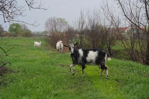 Two goats look at the camera Stock Photos