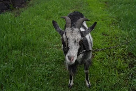 Two goats look at the camera Stock Photos