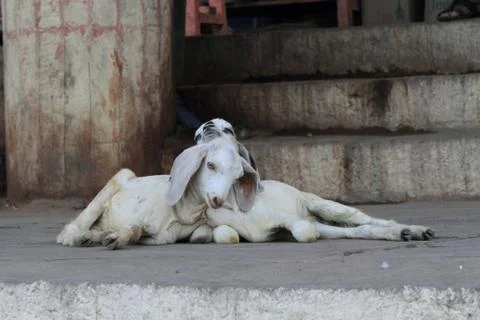 Two goats lying next to each other. Stock Photos