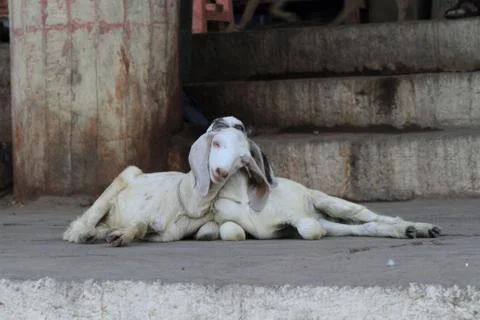Two goats lying next to each other. Foto stock