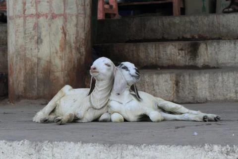 Two goats lying next to each other. Stock Photos