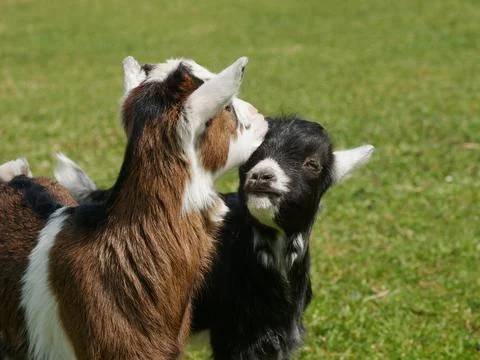 Two goats in meadow Stock Photos
