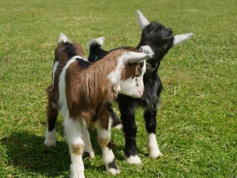 Two goats in meadow Stock Photos