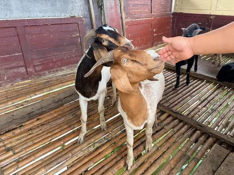 Two goats nuzzling a person's hand in a wooden pen. Stock-Fotos