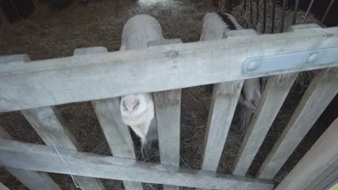 Two goats in a padock Stock Footage 169538544