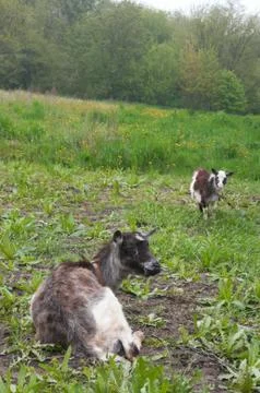 Two goats Stock Photos