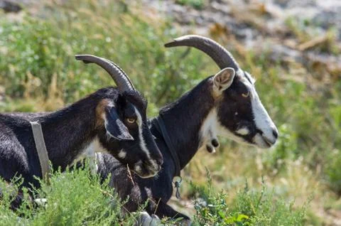 Two goats Foto stock