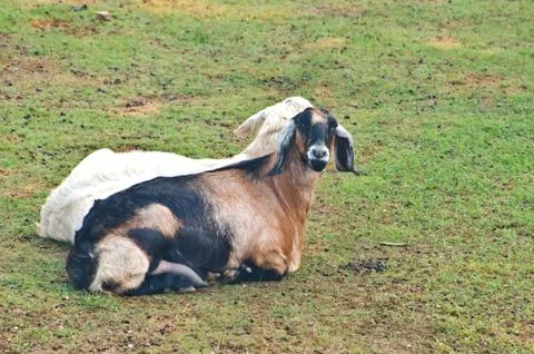 Two goats Stock-Fotos