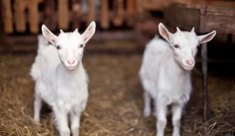 Two goats Foto stock