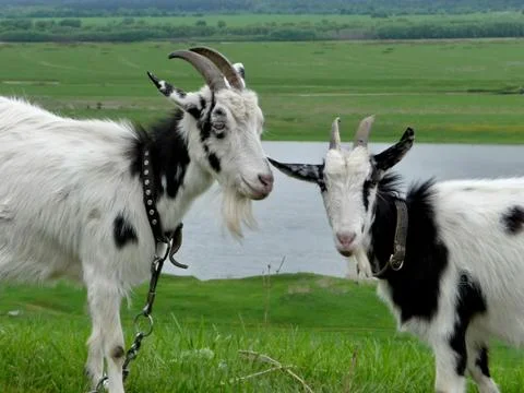Two goats Stock Photos