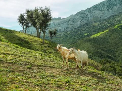 Two goats Stock Photos