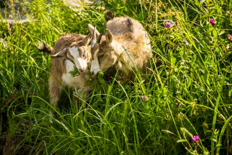 A two goats Stock Photos