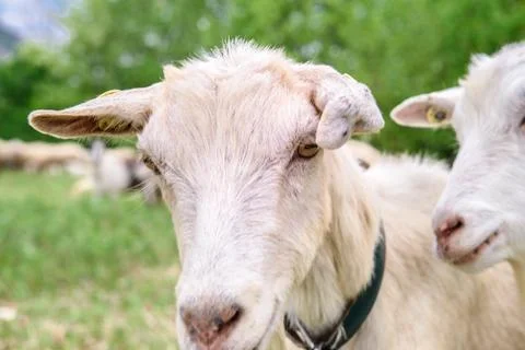 Two Goats Stock Photos