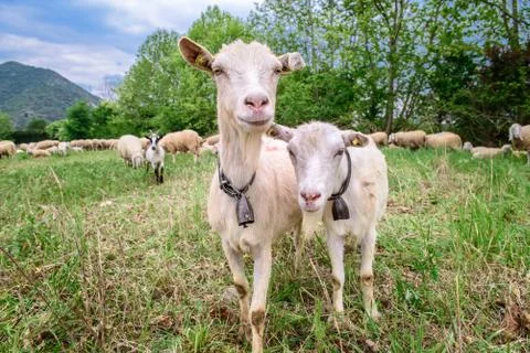 Two Goats Stock Photos