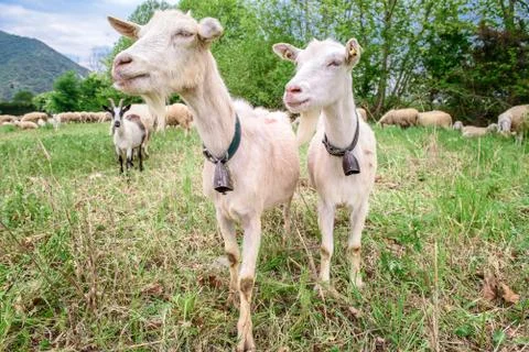 Two Goats Stock Photos
