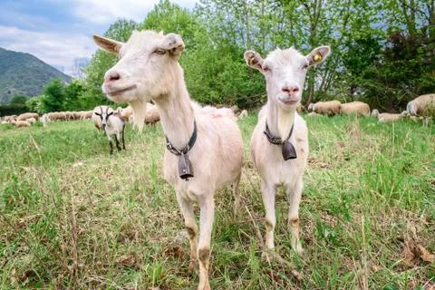 Two Goats Fotos Stock