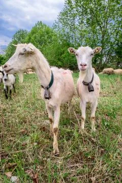 Two Goats Stock Photos
