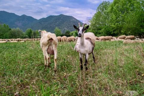 Two Goats Stock Photos