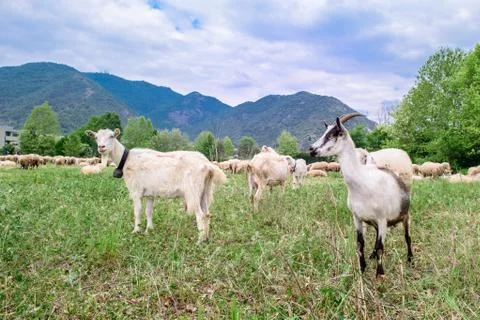 Two Goats Stock Photos